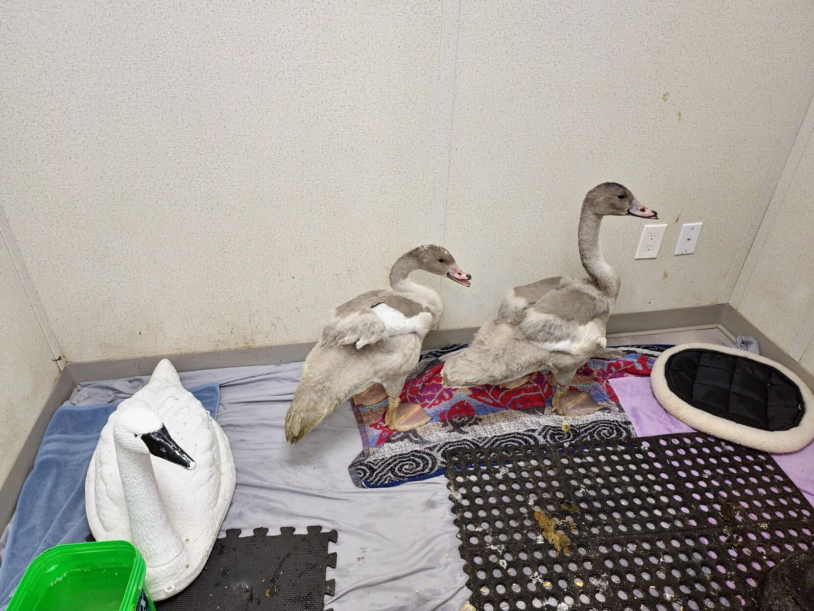 scarborough-swans_2.jpg